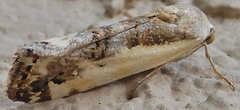 Tarache augustipennis