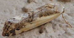 Tarache augustipennis