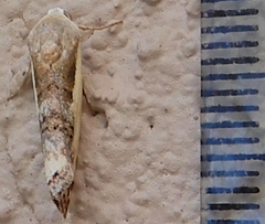 Tarache augustipennis
