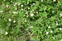 Trifolium angustifolium