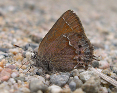 Callophrys gryneus rosneri