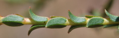 Euchaetis pungens