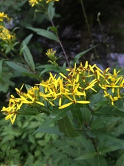 Senecio ovatus alpestris