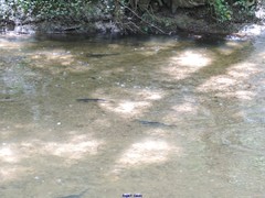 Salmo trutta