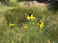 Rudbeckia californica