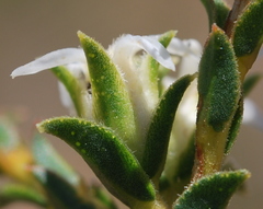 Euchaetis pungens
