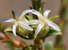 Euchaetis pungens