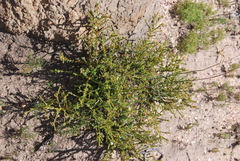 Euchaetis pungens