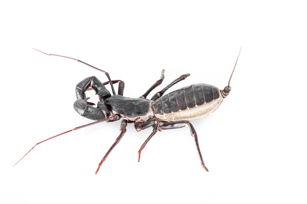 Whipscorpions