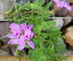 Pelargonium denticulatum
