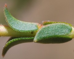 Euchaetis pungens