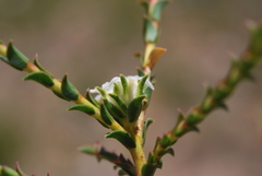 Euchaetis pungens