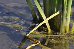 Ischnura elegans