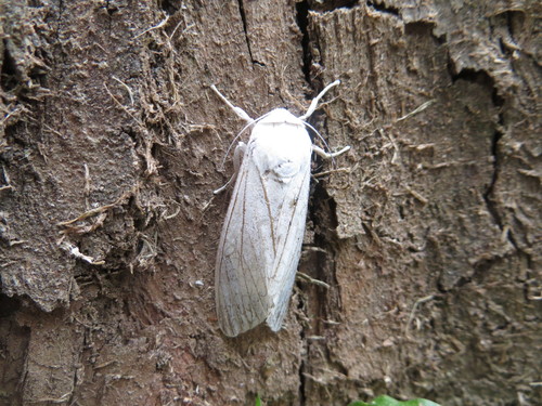 Hypercompe trinitatis Rothschild, 1910