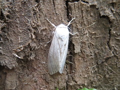 Hypercompe trinitatis