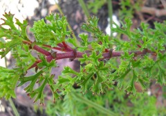 Pelargonium ternatum