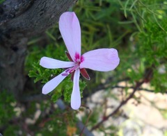 Pelargonium ternatum