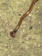 Bipalium kewense