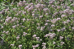Eupatorium cannabinum
