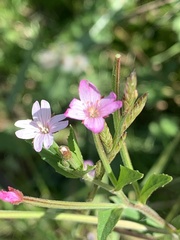 Epilobium