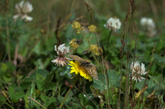 Boloria altaica