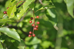 Prunus serotina