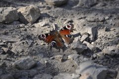 Aglais io