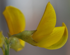 Lebeckia sepiaria