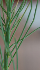 Lebeckia sepiaria