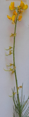 Lebeckia sepiaria