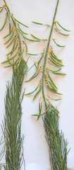 Lebeckia sepiaria
