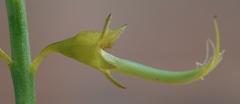 Lebeckia sepiaria