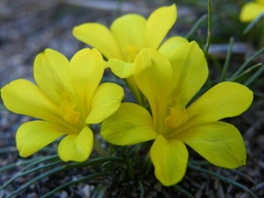 Moraea fugacissima