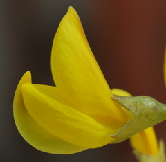 Lebeckia sepiaria