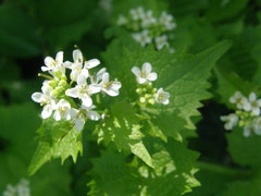 Alliaria petiolata