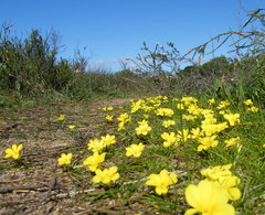 Moraea fugacissima