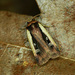 Flame Shoulder Moth - Photo (c) Michał Brzeziński, some rights reserved (CC BY-NC), uploaded by Michał Brzeziński