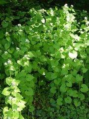 Alliaria petiolata