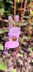 Balsaminaceae