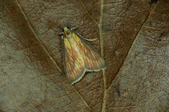 Nascia cilialis