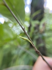 Callirhytis gallaestriatae