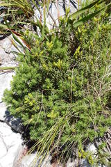 Cyclopia genistoides