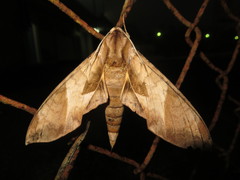 Eumorpha obliquus
