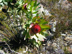 Leucadendron tinctum