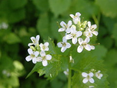Alliaria petiolata