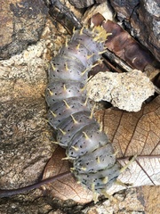 Citheronia splendens