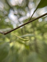 Callirhytis gallaestriatae