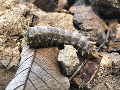 Citheronia splendens