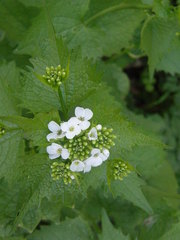 Alliaria petiolata