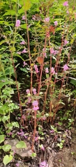 Balsaminaceae